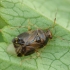 Plant bug - Deraeocoris lutescens | Fotografijos autorius : Vidas Brazauskas | © Macronature.eu | Macro photography web site