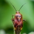 Plant bug - Lygus pratensis ?  | Fotografijos autorius : Oskaras Venckus | © Macronature.eu | Macro photography web site