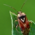 Plant bug - Lygus pratensis  | Fotografijos autorius : Gintautas Steiblys | © Macronature.eu | Macro photography web site