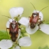 Plant bug - Lygus pratensis | Fotografijos autorius : Vytautas Gluoksnis | © Macronature.eu | Macro photography web site