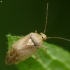 Plant bug - Lygus pratensis | Fotografijos autorius : Vidas Brazauskas | © Macronature.eu | Macro photography web site