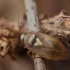Plant bug - Lygus pratensis | Fotografijos autorius : Žilvinas Pūtys | © Macronature.eu | Macro photography web site