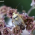 Plant bug - Lygus pratensis | Fotografijos autorius : Darius Baužys | © Macronature.eu | Macro photography web site