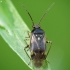 Plant bug - Orthops basalis | Fotografijos autorius : Vidas Brazauskas | © Macronature.eu | Macro photography web site