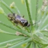Plant bug - Orthops basalis | Fotografijos autorius : Darius Baužys | © Macronature.eu | Macro photography web site