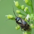 Plant bug - Orthops basalis | Fotografijos autorius : Vidas Brazauskas | © Macronature.eu | Macro photography web site
