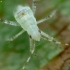 Plant bug - Phytocoris longipennis, nymph | Fotografijos autorius : Vidas Brazauskas | © Macronature.eu | Macro photography web site