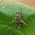 Plant bug - Phytocoris longipennis | Fotografijos autorius : Vidas Brazauskas | © Macronature.eu | Macro photography web site
