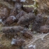 Cikada - Cixidia pilatoi | Fotografijos autorius : Žilvinas Pūtys | © Macronature.eu | Macro photography web site