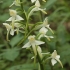 Žalsvažiedė blandis - Platanthera chlorantha | Fotografijos autorius : Vytautas Gluoksnis | © Macrogamta.lt | Šis tinklapis priklauso bendruomenei kuri domisi makro fotografija ir fotografuoja gyvąjį makro pasaulį.