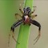 Gorse crab spider - Xysticus audax ♂ | Fotografijos autorius : Gintautas Steiblys | © Macronature.eu | Macro photography web site