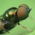 Plokščiamusė - Microchrysa polita | Fotografijos autorius : Vidas Brazauskas | © Macrogamta.lt | Šis tinklapis priklauso bendruomenei kuri domisi makro fotografija ir fotografuoja gyvąjį makro pasaulį.