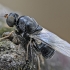 Plokščiamusė - Neopachygaster meromelas | Fotografijos autorius : Kazimieras Martinaitis | © Macrogamta.lt | Šis tinklapis priklauso bendruomenei kuri domisi makro fotografija ir fotografuoja gyvąjį makro pasaulį.