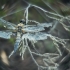 Keturtaškė skėtė - Libellula quadrimaculata | Fotografijos autorius : Vidas Brazauskas | © Macrogamta.lt | Šis tinklapis priklauso bendruomenei kuri domisi makro fotografija ir fotografuoja gyvąjį makro pasaulį.