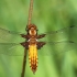 Plokščioji skėtė - Libellula depressa | Fotografijos autorius : Ramunė Vakarė | © Macrogamta.lt | Šis tinklapis priklauso bendruomenei kuri domisi makro fotografija ir fotografuoja gyvąjį makro pasaulį.