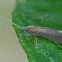 Plonaūsė apsiuva - Ceraclea dissimilis ♂ | Fotografijos autorius : Gintautas Steiblys | © Macrogamta.lt | Šis tinklapis priklauso bendruomenei kuri domisi makro fotografija ir fotografuoja gyvąjį makro pasaulį.