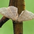 Plonajuostis sprindžiukas - Idaea straminata | Fotografijos autorius : Gintautas Steiblys | © Macrogamta.lt | Šis tinklapis priklauso bendruomenei kuri domisi makro fotografija ir fotografuoja gyvąjį makro pasaulį.