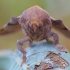 Plum Lappet – Odonestis pruni | Fotografijos autorius : Arūnas Eismantas | © Macronature.eu | Macro photography web site