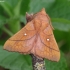 Plum Lappet - Odonestis pruni | Fotografijos autorius : Romas Ferenca | © Macronature.eu | Macro photography web site