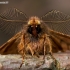 Rudeninis kuoduotis - Ptilophora plumigera  | Fotografijos autorius : Oskaras Venckus | © Macronature.eu | Macro photography web site