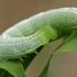 Plumed prominent - Ptilophora plumigera, caterpillar | Fotografijos autorius : Gintautas Steiblys | © Macronature.eu | Macro photography web site