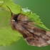 Plumed prominent - Ptilophora plumigera | Fotografijos autorius : Gintautas Steiblys | © Macronature.eu | Macro photography web site