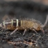 Podūra - Orchesella bifasciata | Fotografijos autorius : Žilvinas Pūtys | © Macrogamta.lt | Šis tinklapis priklauso bendruomenei kuri domisi makro fotografija ir fotografuoja gyvąjį makro pasaulį.