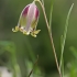 Pointed-petal fritillary - Fritillaria acmopetala | Fotografijos autorius : Gintautas Steiblys | © Macronature.eu | Macro photography web site