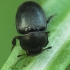 Pollen Beetle - Meligethes sp. | Fotografijos autorius : Vidas Brazauskas | © Macronature.eu | Macro photography web site