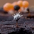 Polycephalomyces tomentosus ant Trichia decipiens | Fotografijos autorius : Eglė Vičiuvienė | © Macrogamta.lt | Šis tinklapis priklauso bendruomenei kuri domisi makro fotografija ir fotografuoja gyvąjį makro pasaulį.