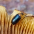 Polypore fungus beetle - Tetratoma fungorum | Fotografijos autorius : Romas Ferenca | © Macronature.eu | Macro photography web site