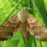 Poplar Hawk-moth - Laothoe populi | Fotografijos autorius : Ramunė Vakarė | © Macronature.eu | Macro photography web site