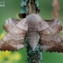 Poplar Hawk-moth - Lathoe populi | Fotografijos autorius : Arūnas Eismantas | © Macrogamta.lt | Šis tinklapis priklauso bendruomenei kuri domisi makro fotografija ir fotografuoja gyvąjį makro pasaulį.