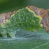 Poplar Kitten - Furcula bifida, caterpillar | Fotografijos autorius : Žilvinas Pūtys | © Macronature.eu | Macro photography web site