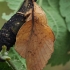 Poplar Lappet - Gastropacha populifolia | Fotografijos autorius : Gintautas Steiblys | © Macronature.eu | Macro photography web site