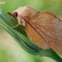 Poplar Lappet - Gastropacha populifolia | Fotografijos autorius : Arūnas Eismantas | © Macronature.eu | Macro photography web site