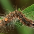 Poplar grey - Acronicta megacephala, caterpillar | Fotografijos autorius : Ramunė Vakarė | © Macronature.eu | Macro photography web site