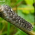Poplar grey - Acronicta megacephala, caterpillar | Fotografijos autorius : Romas Ferenca | © Macronature.eu | Macro photography web site