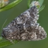 Poplar grey - Acronicta megacephala | Fotografijos autorius : Žilvinas Pūtys | © Macronature.eu | Macro photography web site