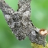 Poplar grey - Acronicta megacephala | Fotografijos autorius : Vidas Brazauskas | © Macronature.eu | Macro photography web site