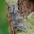Poplar grey - Acronicta megacephala | Fotografijos autorius : Romas Ferenca | © Macronature.eu | Macro photography web site