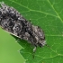 Poplar grey - Acronicta megacephala | Fotografijos autorius : Gintautas Steiblys | © Macronature.eu | Macro photography web site