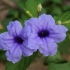 Gumbinė ruelija - Ruellia tuberosa | Fotografijos autorius : Nomeda Vėlavičienė | © Macronature.eu | Macro photography web site