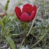 Poppy Anemone - Anemone coronaria | Fotografijos autorius : Žilvinas Pūtys | © Macronature.eu | Macro photography web site