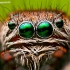 Portrait of  Bowed Jumper male | Fotografijos autorius : Lukas Jonaitis | © Macronature.eu | Macro photography web site