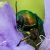 Pot Beetle - Cryptocephalus sericeus  | Fotografijos autorius : Oskaras Venckus | © Macronature.eu | Macro photography web site