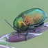 Pot Beetle - Cryptocephalus sericeus | Fotografijos autorius : Gintautas Steiblys | © Macronature.eu | Macro photography web site