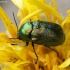 Pot Beetle - Cryptocephalus sericeus | Fotografijos autorius : Vytautas Gluoksnis | © Macronature.eu | Macro photography web site