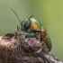 Pot Beetle - Cryptocephalus sericeus | Fotografijos autorius : Kazimieras Martinaitis | © Macronature.eu | Macro photography web site