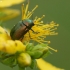 Pot Beetle - Cryptocephalus sericeus | Fotografijos autorius : Vidas Brazauskas | © Macronature.eu | Macro photography web site